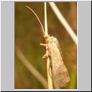 Trichoptera sp - Koecherfliege 03a.jpg